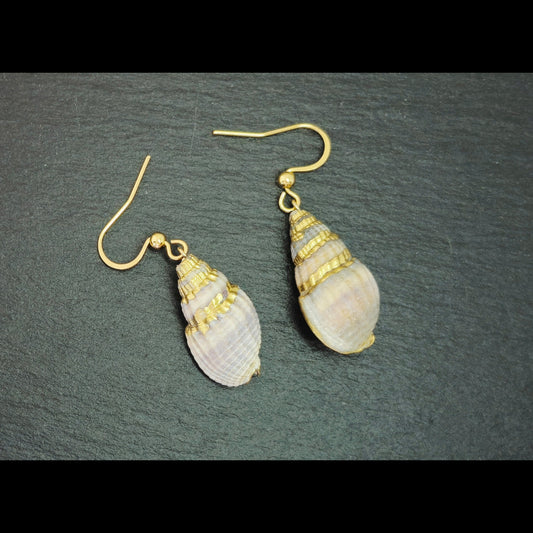 Schelpen uit italie